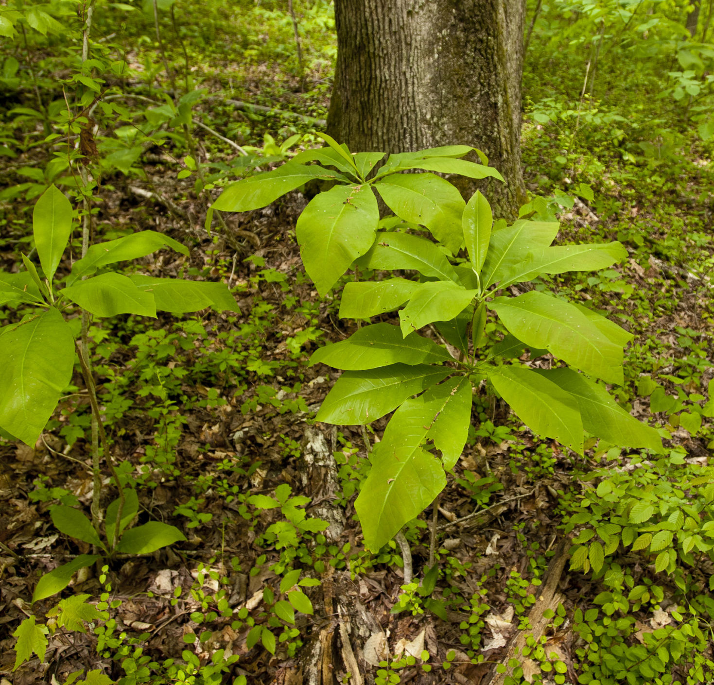 Cascades Preserve